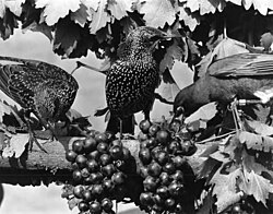 Two starlings and an American robin (right) on grape arbor: The American robin is plucking a grape. Robins and starlings cause serious damage to ripening grapes in California and elsewhere.