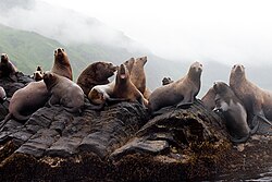 Sea lions on Moneron Island