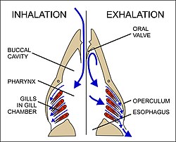 Fig. 23 The respiratory mechanism in bony fish. The inhalatory process is on the left, the exhalatory process on the right. The movement of water is indicated by the blue arrows.