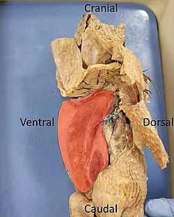 Highlighted in red is an intact keeled sternum of a dissected pigeon. In flying birds the sternum is enlarged for increased muscle attachment.