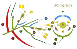 Inflorescence scheme and floral diagram: (1) glume, (2) lemma, (3) awn, (4) palea, (5) lodicules, (6) stamens, (7) ovary, (8) styles