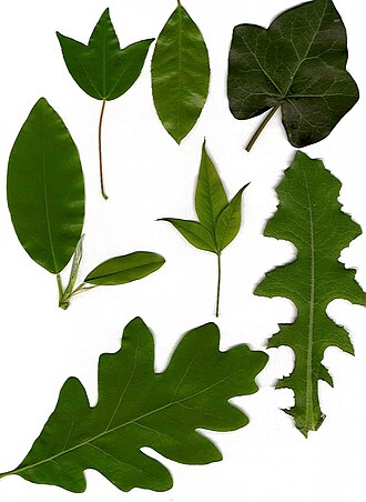 Leaves showing various morphologies (clockwise from upper left): tripartite lobation, elliptic with serrulate margin, palmate venation, acuminate odd-pinnate (center), pinnatisect, lobed, elliptic with entire margin