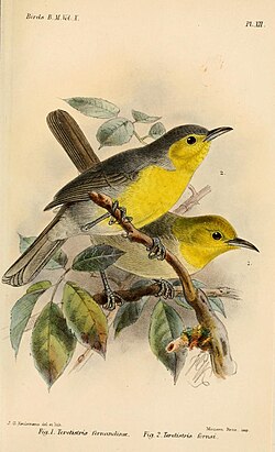 Oriente warbler (above), and yellow-headed warbler (below); illustration by Keulemans, 1885
