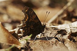 The irregular outline of comma butterfly Polygonia c-album avoids a typical butterfly shape.