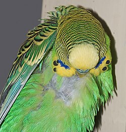Body down feathers, like these exposed on this adult male budgerigar's back, lie underneath the contour feathers and help to insulate birds against heat loss.
