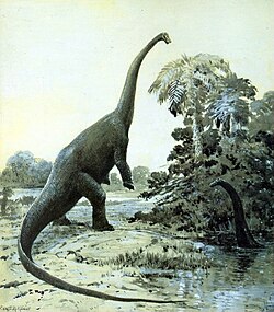 Restoration of a rearing Diplodocus by Charles R. Knight, 1911