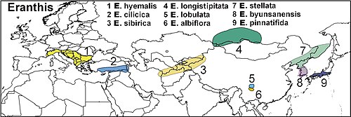 Distribution map of eight or nine species of Eranthis in Europe and Asia. (Presentation based on natural distribution given in Wikipedia pages (en, de, ru).)