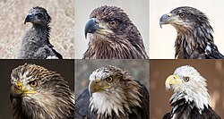 An individual bald eagle at various stages of plumage between nestling and adult. Images show the same bird as a nestling, at 1 year, 2 years, 3 years, 4 years, and 5 years old. Note the lightening of the eye, the yellowing of the beak, and the whitening of the eponymous head.