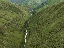 Shinturgen pine forest photographed from above. Enbekshikazakh District, Almaty Region, Kazakhstan.