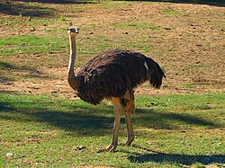 Common ostrich (Struthio camelus). Ostriches are the largest extant flightless birds as well as the largest extant birds in general.