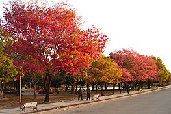 Lapachos in bloom at the Children's Paradise Park