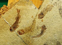 Fossils of the Triassic †prohaleciteiform †Prohalecites sp., the earliest teleosteomorph