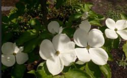 Cherokee princess dogwood