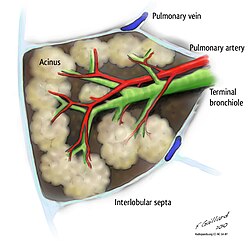 A lobule of the lung enclosed in septa and supplied by a terminal bronchiole that branches into the respiratory bronchioles. Each respiratory bronchiole supplies the alveoli held in each acinus accompanied by a pulmonary artery branch.