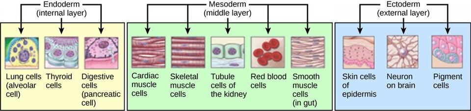 The endoderm of vertebrates produces tissue within the lungs, thyroid, and pancreas. The mesoderm aids in the production of cardiac muscle, skeletal muscle, smooth muscle, tissues within the kidneys, and red blood cells. The ectoderm produces tissues within the epidermis and aids in the formation of neurons within the brain, and melanocytes.