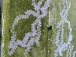 Tracks made by land snails with their radulas, scraping green algae from a surface inside a greenhouse