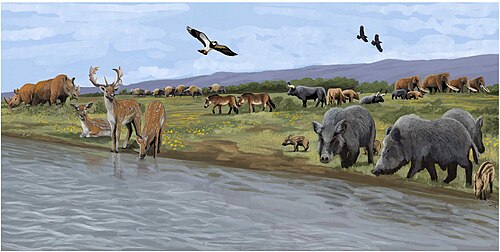 A European Last Interglacial landscape, featuring the straight-tusked elephant (background right), the narrow-nosed rhinoceros (far left), steppe bison (background centre left), wild horse (background centre) and aurochs (background centre right).