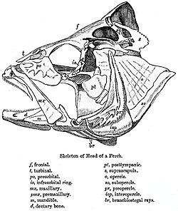 Fish head parts, 1889, Fauna of British India, Sir Francis Day