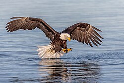 Bald eagle fishing