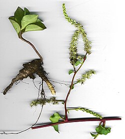 Flowers and tuber of Anredera cordifolia