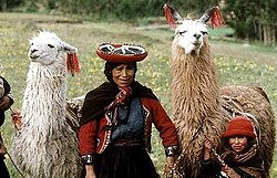 Quechua woman with llamas in the Department of Cuzco