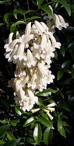 Pandorea pandorana