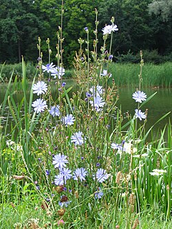 Common chicory, Cichorium intybus, is a herbaceous perennial plant.