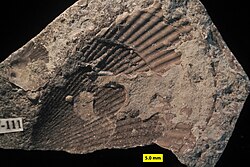 External mold of the Ordovician bivalve Anomalodonta gigantea showing that the original aragonite shell dissolved on the sea floor, leaving a cemented mold for biological encrustation (Waynesville Formation of Franklin County, Indiana).