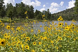 Kaibab Lake in the Williams Ranger District, Kaibab National Forest, August 2020