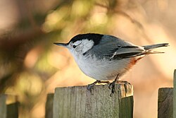 White-breasted nuthatch, common in much of North America