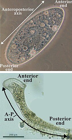 Organisms where the ends of the long axis are distinct (Paramecium caudatum, above, and Stentor roeselii, below).