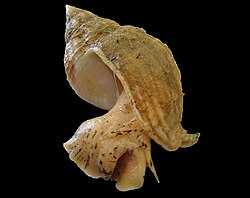 The common whelk was named Buccinum undatum in 1758.