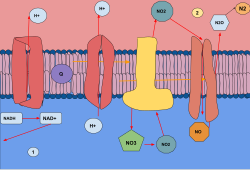 Anaerobic Denitrification (ETC System) The model above shows the process of anaerobic respiration through denitrification, which uses nitrogen (in the form of nitrate, NO−3) as the electron acceptor. NO−3 goes through respiratory dehydrogenase and reduces through each step from the ubiquinose through the bc1 complex through the ATP synthase protein as well. Each reductase removes oxygen step by step so that the final product of anaerobic respiration is N2.1. Cytoplasm2. Periplasm Compare to the aerobic electron transport chain.