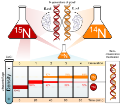 Meselson-Stahl experiment