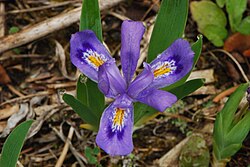 Dwarf lake iris