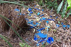 A male satin bowerbird makes and uses a bower to attract potential mates.