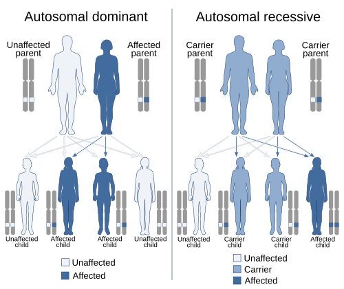 Autosomal dominant and autosomal recessive inheritance, the two most common Mendelian inheritance patterns. An autosome is any chromosome other than a sex chromosome.