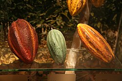 The three traditional varieties: Forastero, Trinitario, and Criollo