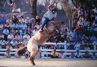 Jineteada, a modern sport akin to bronco riding. He must stay on for 15 seconds; real gaucho sports could be much more dangerous.