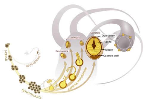 Overview of the development of the 4 different capsule types of Hydra polyps.