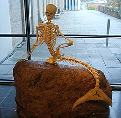 Reconstructed mermaid skeleton in Zoologisk Museum
