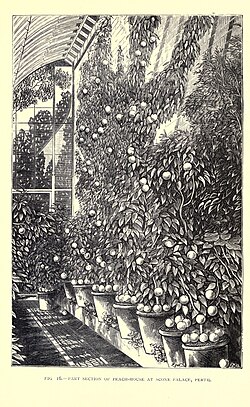 Illustration of the peach-house at Scone Palace, Scotland