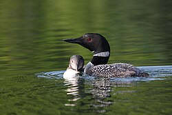 Common loon (Gavia immer)