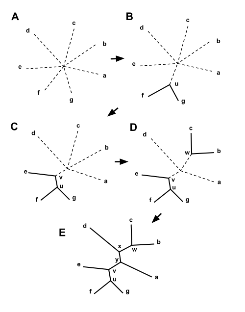 Starting with a star tree (A), the Q matrix is calculated and used to choose a pair of nodes for joining, in this case f and g. These are joined to a newly created node, u, as shown in (B). The part of the tree shown as solid lines is now fixed and will not be changed in subsequent joining steps. The distances from node u to the nodes a-e are computed from equation (3). This process is then repeated, using a matrix of just the distances between the nodes, a,b,c,d,e, and u, and a Q matrix derived from it. In this case u and e are joined to the newly created v, as shown in (C). Two more iterations lead first to (D), and then to (E), at which point the algorithm is done, as the tree is fully resolved.