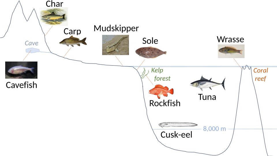 Different fish species are adapted to a wide variety of freshwater and marine habitats.