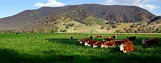 Hereford cattle, domesticated for beef production
