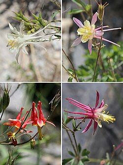 Examples of hybrid flowers from hybrid swarms of Aquilegia pubescens and Aquilegia formosa