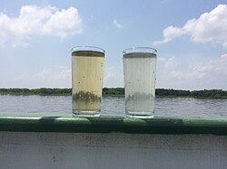 Water samples of the Solimões (right) and Rio Negro (left)