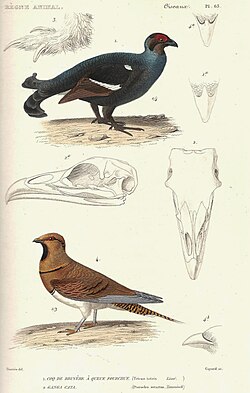 Blackcock and pin-tailed sandgrouse. 1828 edition