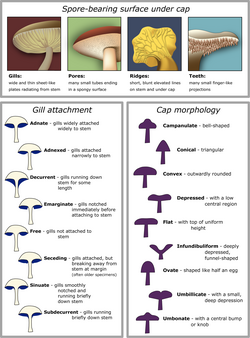 Morphological characteristics of the caps of mushrooms